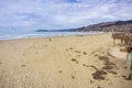 Pismo State Beach on a cloudy but warm day, California Royalty Free Stock Photo