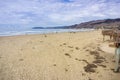 Pismo State Beach on a cloudy but warm day, California