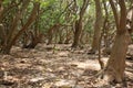 Pisonia trees on Lady Musgrave Island