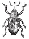 Pissodes notatus, vintage engraving