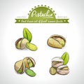 Pistachio Collection of fresh fruits with leaf. Vector illustration. Isolated