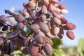 Pistachio fruit ripening