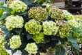 Pistachio green and purple Hydrangea.