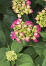 Pistachio Hydrangea