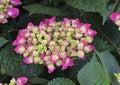 Pistachio Hydrangea