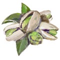 Pistachio with leaf acrylic sketch painting Hand drawn nuts