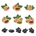 Pistachio nuts set. Vector