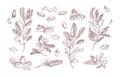 Pistachio plant hand drawn vector illustrations set. Growing tree sprout sketch. Tree branches with leaves isolated