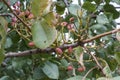 Pistachio tree branch Royalty Free Stock Photo