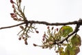 Pistachio tree branch