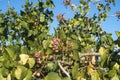 Pistachio tree branch Royalty Free Stock Photo