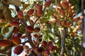 Pistachio tree with flowers and fruits. pistachio fruit in flower Royalty Free Stock Photo