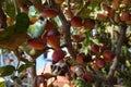 Pistachio tree with flowers and fruits. pistachio fruit in flower Royalty Free Stock Photo