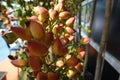 Pistachio tree with flowers and fruits. pistachio fruit in flower Royalty Free Stock Photo