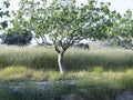 Pistachio tree