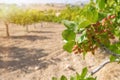 Pistachio tree in Gaziantep City, Turkey Royalty Free Stock Photo