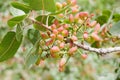 Pistachio tree Royalty Free Stock Photo