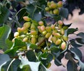 Pistachio tree. Royalty Free Stock Photo