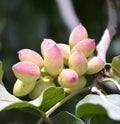 Pistachio tree. Royalty Free Stock Photo
