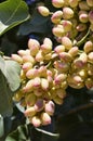 Pistachio tree.