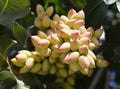 Pistachio tree. Royalty Free Stock Photo