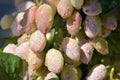 Pistachio tree Royalty Free Stock Photo
