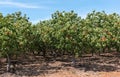 Pistachio tree orchard Royalty Free Stock Photo