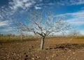 Pistachio tree