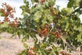 Pistachio tree with red fruits Royalty Free Stock Photo