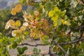 Pistachio tree at sunset in Greece