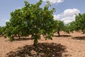 Pistachio trees, Antep , Turkey Royalty Free Stock Photo