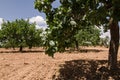 Pistachio trees, Antep , Turkey Royalty Free Stock Photo