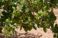 Pistachio trees, Antep , Turkey