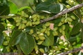 Pistachio trees, Antep , Turkey