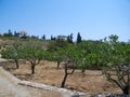 Pistachio trees