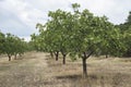 Pistachio trees Royalty Free Stock Photo