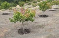 Pistachio trees