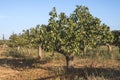 Pistachio trees Royalty Free Stock Photo