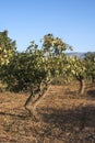 Pistachio trees