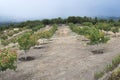 Pistachio trees