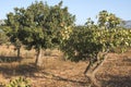 Pistachio trees Royalty Free Stock Photo
