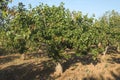 Pistachio trees Royalty Free Stock Photo