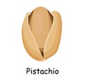 Pistachio. Vector illustration isolated on white background. Useful vegan food. Nuts are good