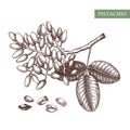 Pistachio vector illustrations. Hand drawn food drawing. Culinary Nut trees sketch collection. Organic vegetarian product. Perfect