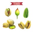 Pistachio, watercolor illustration with clipping path