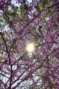 Pistachio, wild nard, turpentine tree, blooms in Taurus mountains Royalty Free Stock Photo