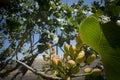 Pistachios grow on the tree, Bronte, Sicily. Royalty Free Stock Photo
