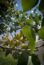 Pistachios grow on the tree, Bronte, Sicily. Royalty Free Stock Photo