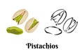 Pistachios isolated on white background. Vector color illustration of nuts in shell and peeled