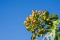 Pistachios Royalty Free Stock Photo